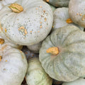 Curated Gourd Collection
