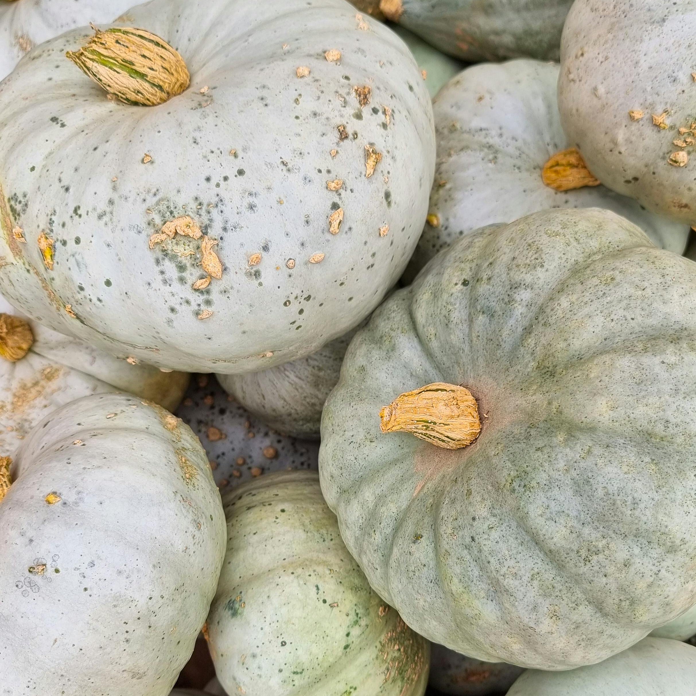 Curated Gourd Collection
